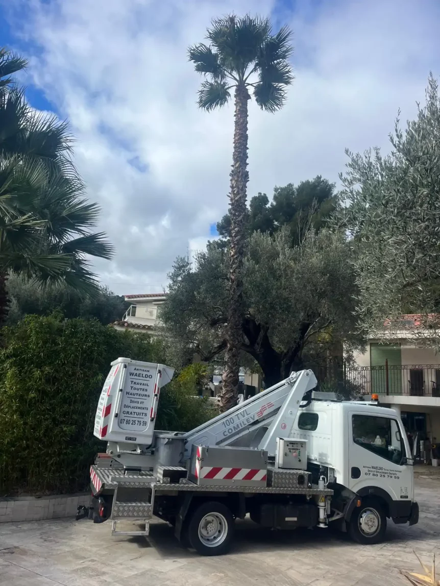 Élagage palmier avec Nacelle copie